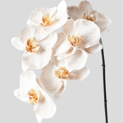 Orchid W/N