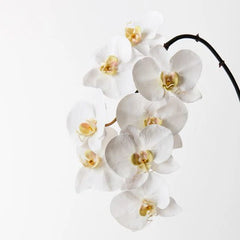 Orchid White